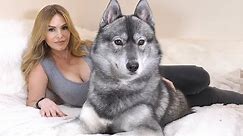 HOUSE WOLF - THE SHOW SIBERIAN HUSKY DOG - Destructive or Calm Pet?