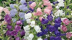 CHUXAY GARDEN Mix Campanula Medium,Canterbury Bells 50 Seeds Annual Flowering Plants Attract Butterfly Hummingbirds Heirloom Lovely Flowers Easy for Planting