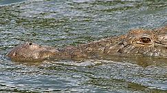 Crocodile Secrets of Survival