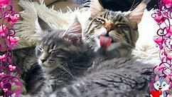 Cute Cats Hugging Compilation: Funny Maine Coon Ziko