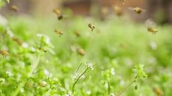 swarm of honey bees flying in spring field shot in 4k slow motion