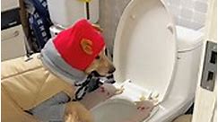 #smartdog #toilet #goldenretriever #dog #puppy #dogs #goldenretrieverpuppy #golden #goldens #retriever #doglife #retrievers #puppies #pet #cute | Doudo and Doudy