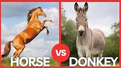 Donkey vs Horse