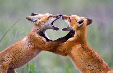 fox kits photograph by merle ann loman fine art america
