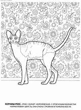 Weimaraner Coloring Pages Getcolorings sketch template