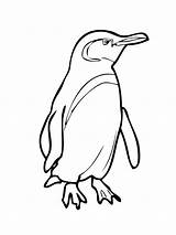 Getdrawings Penguin King Drawing Coloring sketch template