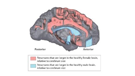 His And Hers Sex Differences In The Brain
