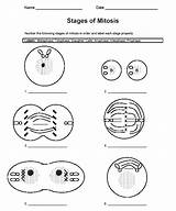 Cell Cycle Drawing Worksheet Coloring Mitosis Paintingvalley Color sketch template