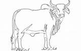 3axis Dxf Bull  sketch template