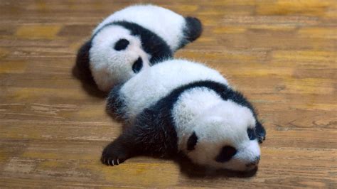 panda cubs named  chinese delicacies  goodbye  incubator cgtn