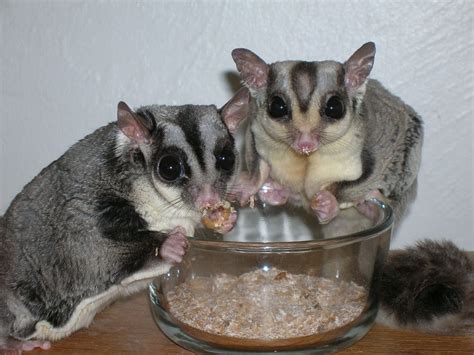 sugar gliders  pets  lifespan facts care  diet  exotic world