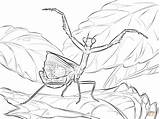 Mantis Praying Coloring Pages Printable Color Books Iris Template Sketch Designlooter sketch template