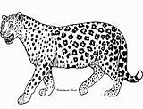 Leopard Coloring Cheetah Pages Kids Realistic Animals Jaguar Print Animal Printable Drawing Clipart Colour Dibujo Lion Color Gepard Honey Google sketch template