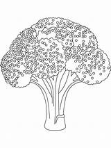 Broccoli Coloring Pages Vegetables Color Recommended Print sketch template