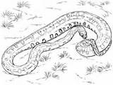 Copperhead раскраска раскраски детей змея для распечатать sketch template