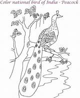 Peacock Coloring Pages Kids Printable Drawing Bird Peacocks Realistic Print Birds Colour Wallpaper Worksheets Colouring National Worksheet Clipart Color Crafts sketch template
