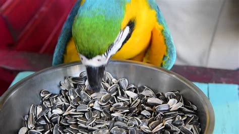 parrot food brand   pet ipetcompanion