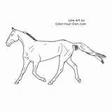 Akhal Teke Horse Coloring Trotting Mare Pages Index Own Color sketch template
