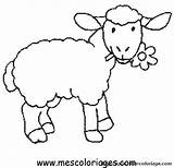 Mouton Pecora Borrego Schafe Mange Animali Ovejas Schaf Ausmalbild Moutons sketch template