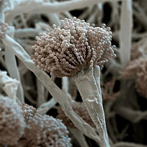 aspergillus biobalance