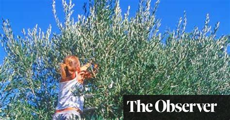 From Tree To Tapas A Crash Course In All Things Olive Andalucia