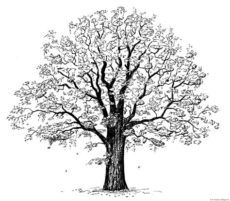 tree sketch fasskinny