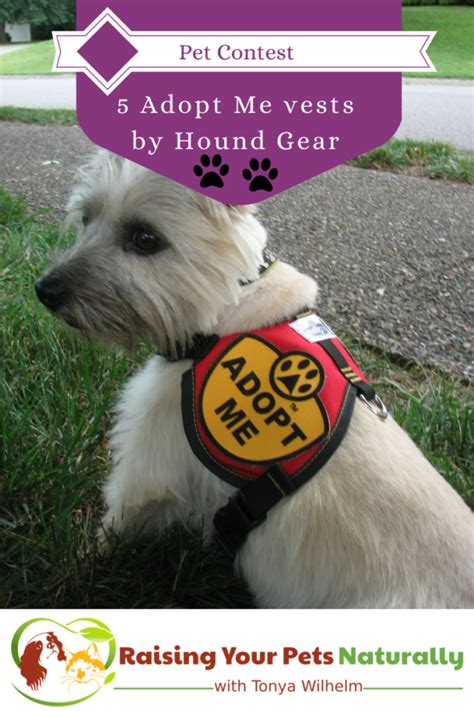 pet contest register  win adopt  vests  hound gear raising