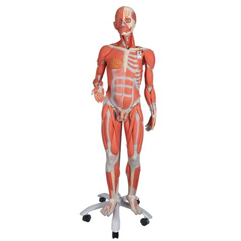 3 4 Life Size Dual Sex Human Muscle Model On Metal Stand