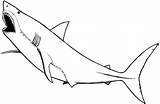 Coloring Pages Shark Great Sharks Hungry Nurse Printable Baby Animals Animal Colouring Marine Drawing Color Clipartbest Clipart Nonsensical Clipartmag Getdrawings sketch template