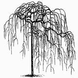 Willow Weeping Tree Drawing Getdrawings sketch template