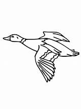 Duck Mallard Pages Coloring Color Printable Getcolorings sketch template