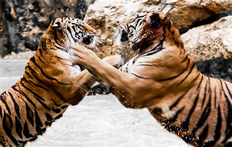 tigers fight tigers fight atdoug flickr