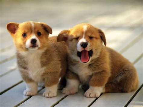 banco de imagenes  par de perritos muy bonitos  puppies