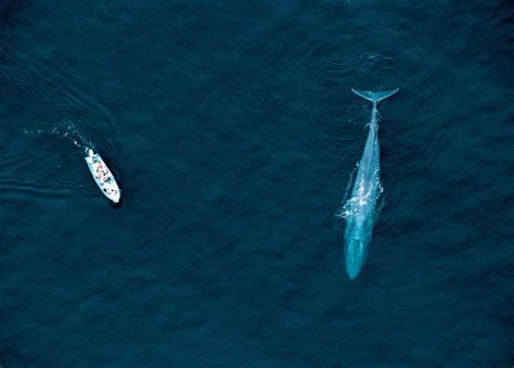 blue whale facts habitat pictures britannica