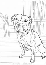 Coloring Pages Visit Pit Bull sketch template