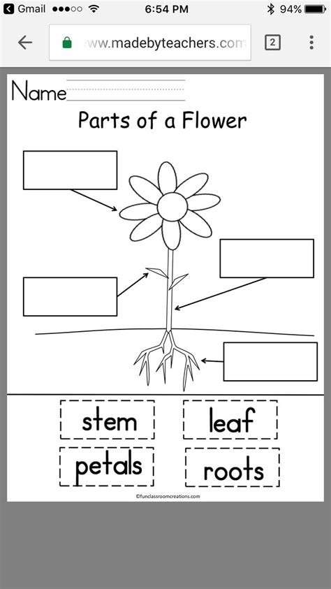 printable plant worksheets  kindergarten