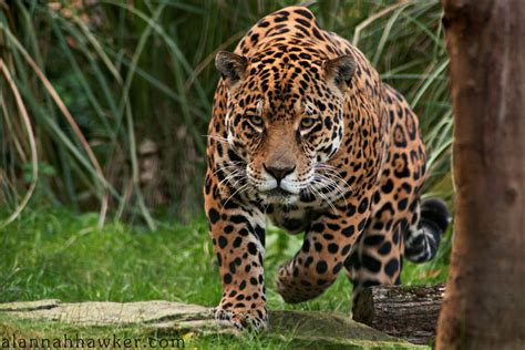 world  animals danger jaguars