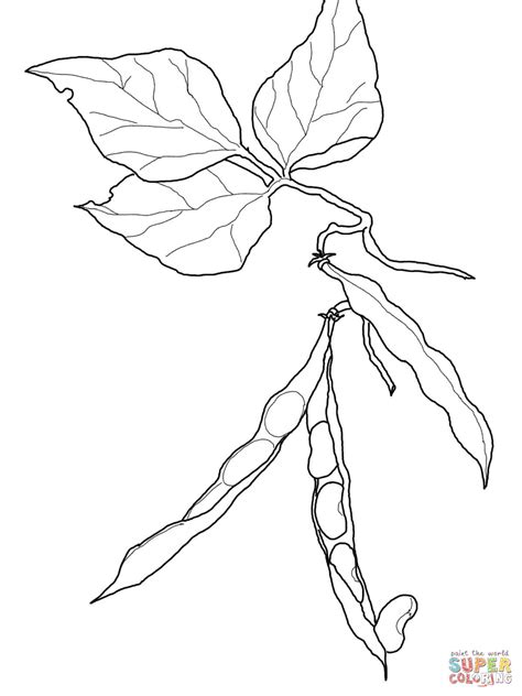 green bean coloring page  printable coloring pages coloring home