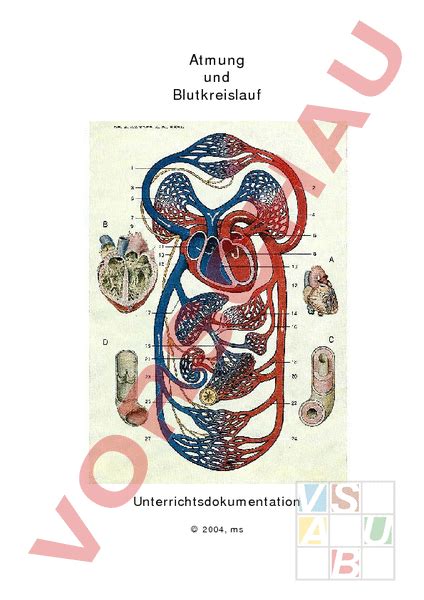 arbeitsblatt atmung biologie anatomie physiologie