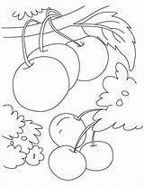 Colorat Cirese Planse Desene Cereja Visine Fructe Interferente Primavara Cos sketch template