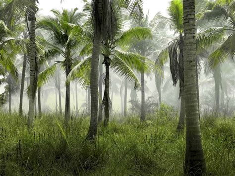 nachhaltiges palmoel gibt es das wirklich foodlux