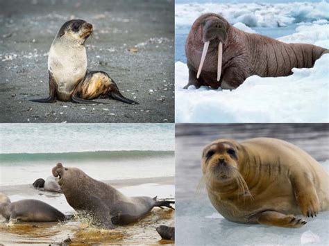 types  seals top  seal species  images  classification