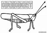 Cricket Coloring Pages Insect Print Colorings sketch template