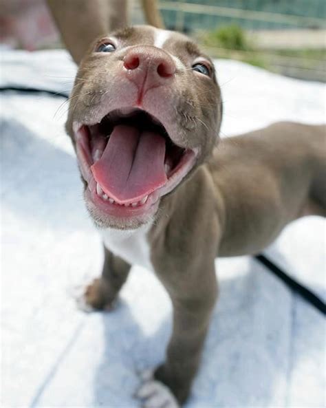 Open Up And Say Aw X Post From R Pitbulls Imgur