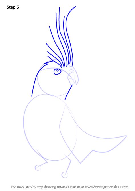 learn how to draw a cockatiel birds step by step drawing tutorials