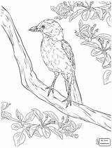 Coloring Jay Realistic Pages Blue Bird Scrub Florida Drawing Birds Printable Kids Getdrawings Supercoloring Template sketch template