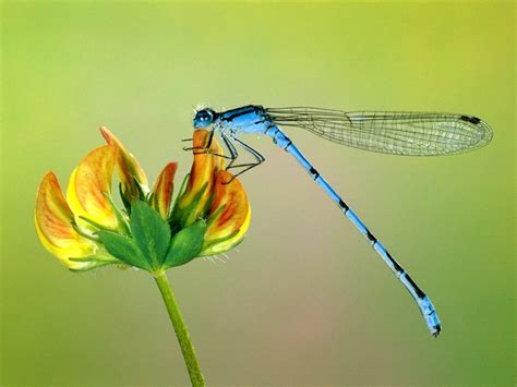 dragonfly wallpapers fun animals wiki  pictures stories