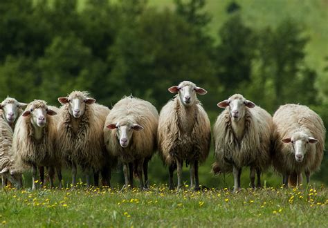 loup  attaque  troupeau de moutons en valais rtsch valais