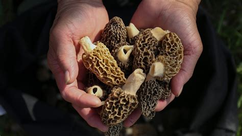 Morel Mushroom Hunters Seek A Jackpot