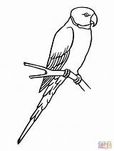Parrot Coloring Parakeet Bird Pages Sketch Para Periquito Colorear Color Birds Clipart Printable Supercoloring sketch template